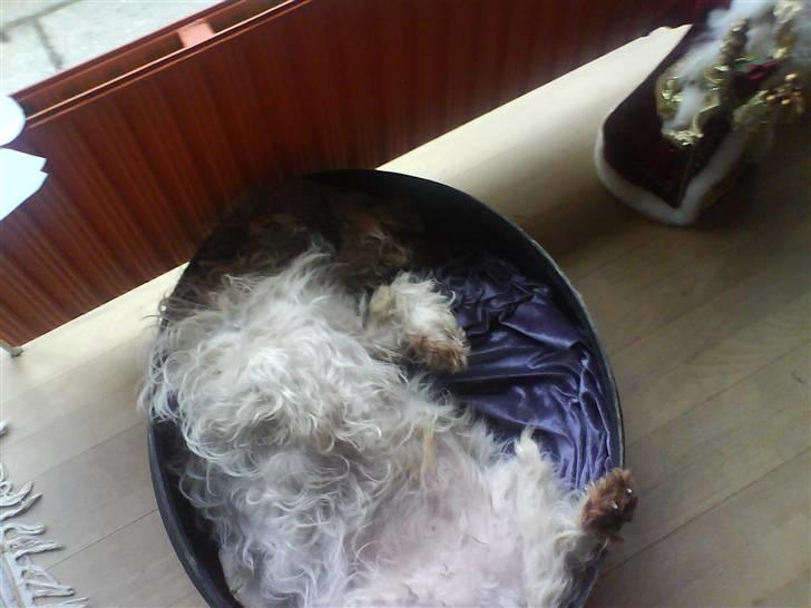 Petit basset griffon wendéen Oliver R.I.P billede 5