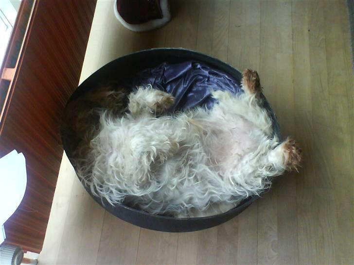 Petit basset griffon wendéen Oliver R.I.P billede 6