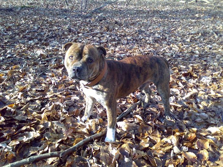 Staffordshire bull terrier !JEANTY´S STAFF GEO! billede 12