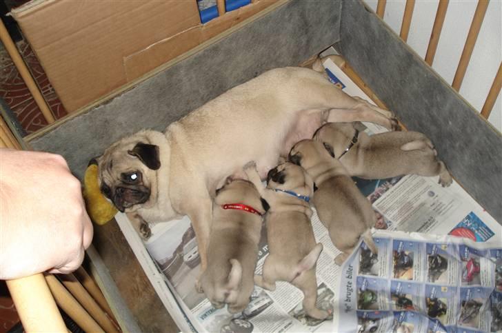 Mops Perle billede 18