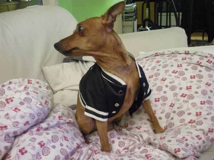 Dvaergpinscher Buller billede 12