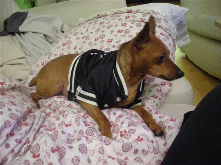 Dvaergpinscher Buller billede 13
