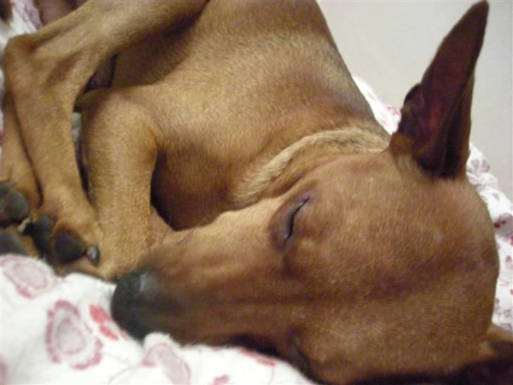 Dvaergpinscher Buller billede 14