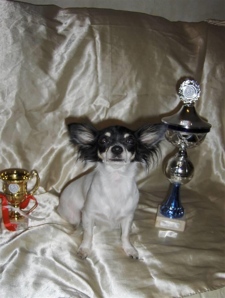 Chihuahua Dolly - fra udstilling d 13/7-08 dolly blev nr 2 i bedst in show og blev nr 1 + certifikat i åben kl. billede 5