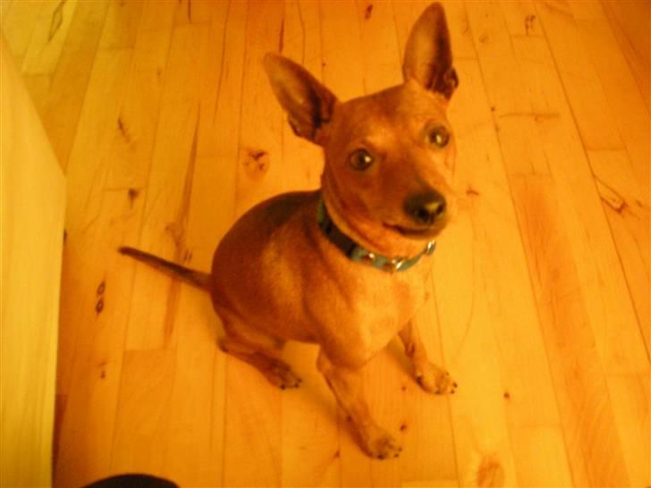 Dvaergpinscher Buller billede 15