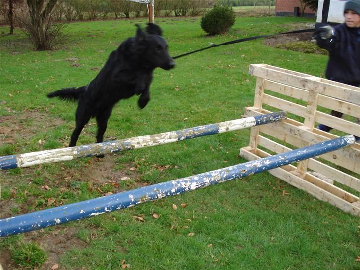 Flat coated retriever Samson billede 12