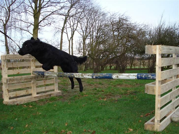 Flat coated retriever Samson billede 13