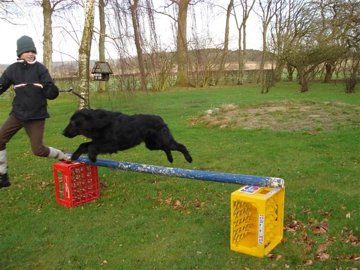 Flat coated retriever Samson billede 14
