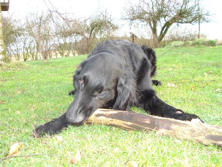 Flat coated retriever Samson billede 15