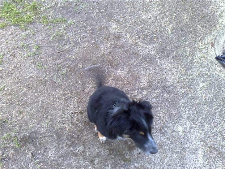 Blanding af racer Trolle *død* - Se min turbohale... billede 8