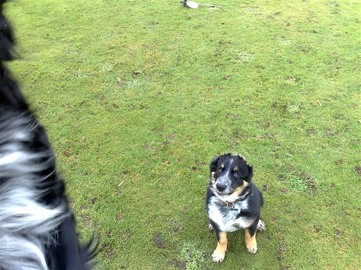 Blanding af racer Trolle *død* - Nøøøøøj, hvor kan far hoppe højt! billede 9