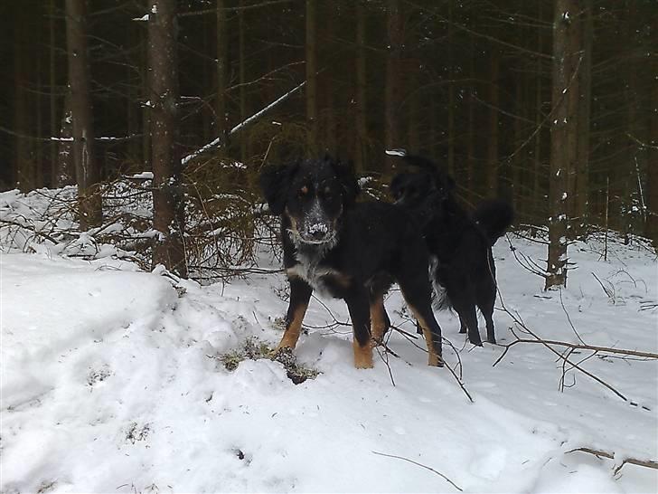 Blanding af racer Trolle *død* - Mig, graver? Aldrig... billede 10