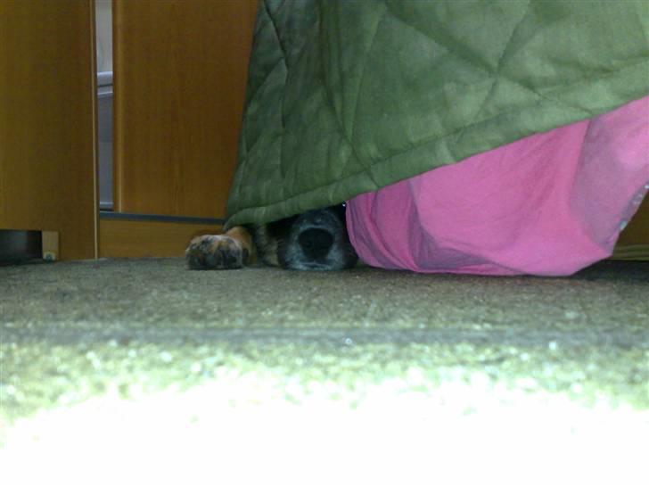 Blanding af racer Trolle *død* - Ligger og sover... billede 11