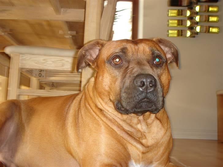 Amerikansk staffordshire terrier Basse. - Flere billeder suk! billede 15