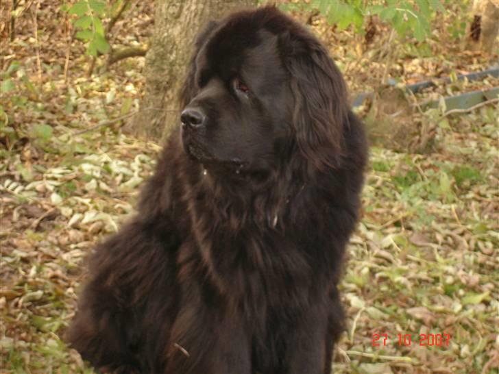 Newfoundlænder Tasso <3 R.I.P bedste! billede 15