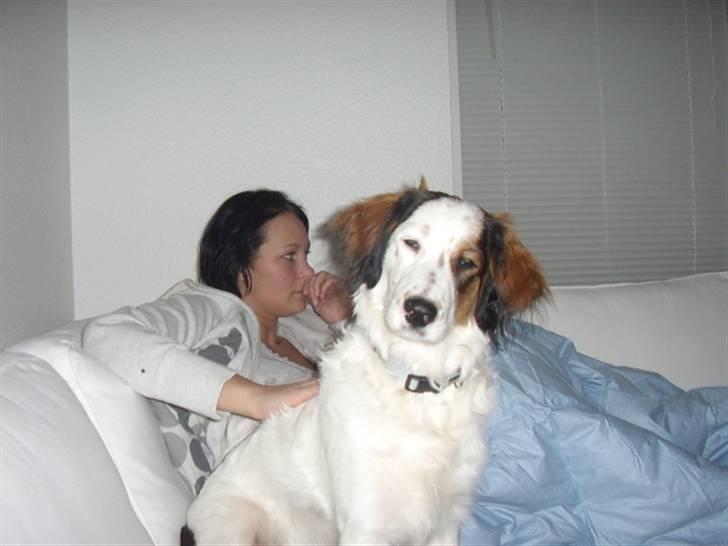 Blanding af racer Bailey billede 16