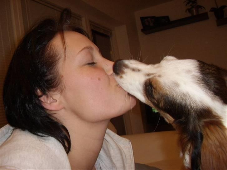 Blanding af racer Bailey billede 19