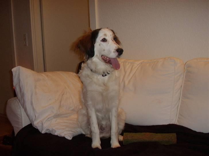 Blanding af racer Bailey billede 20