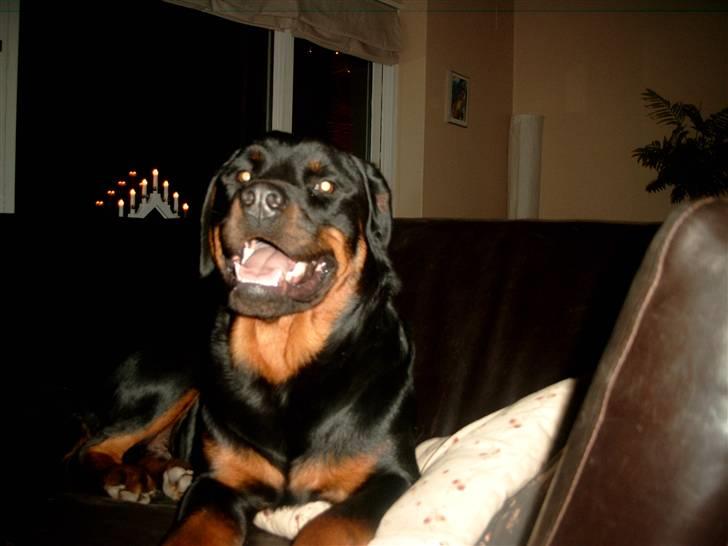 Rottweiler Tyson billede 7