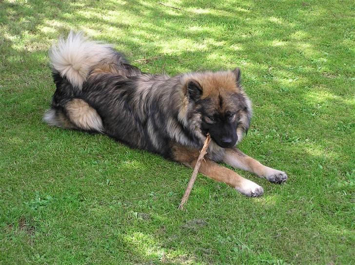 Eurasier Havnevejens Dax (Taico) billede 4