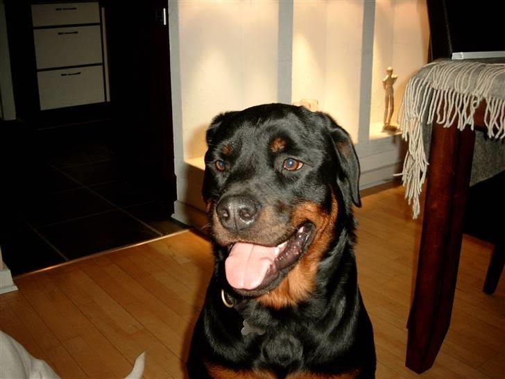 Rottweiler Tyson billede 8
