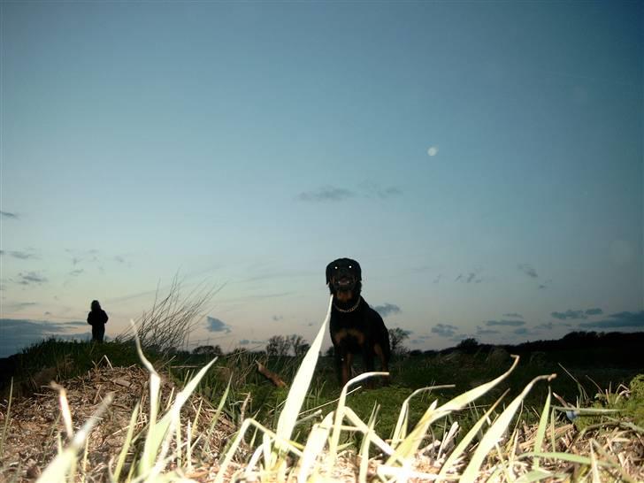 Rottweiler Tyson billede 9