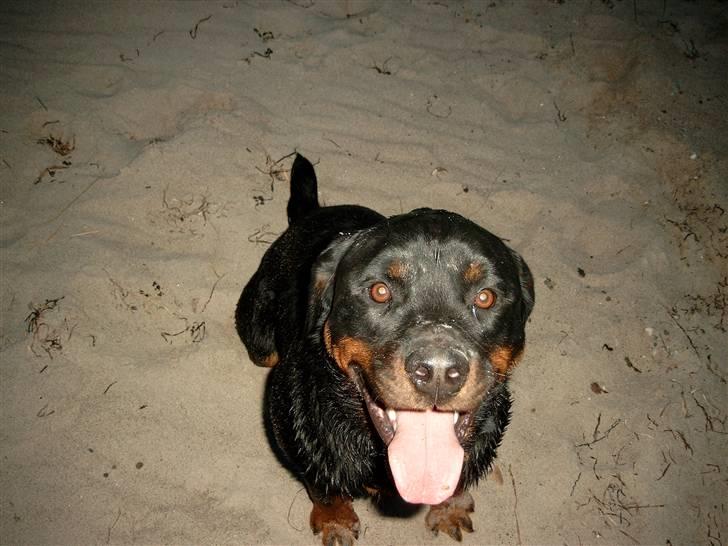 Rottweiler Tyson billede 10