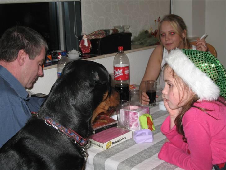 Rottweiler Gisken von Haus Nomis - Ihh... pakker i gaver ud? billede 15