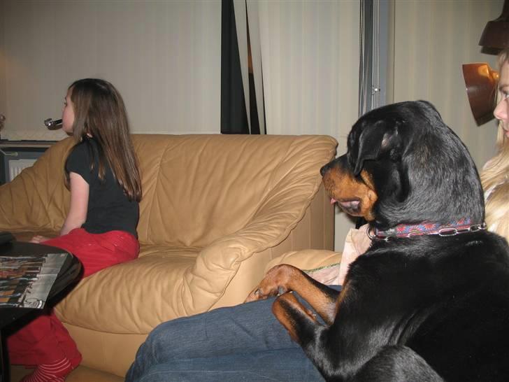 Rottweiler Gisken von Haus Nomis - Hmm... mærkelig ting hun har i munden... billede 16