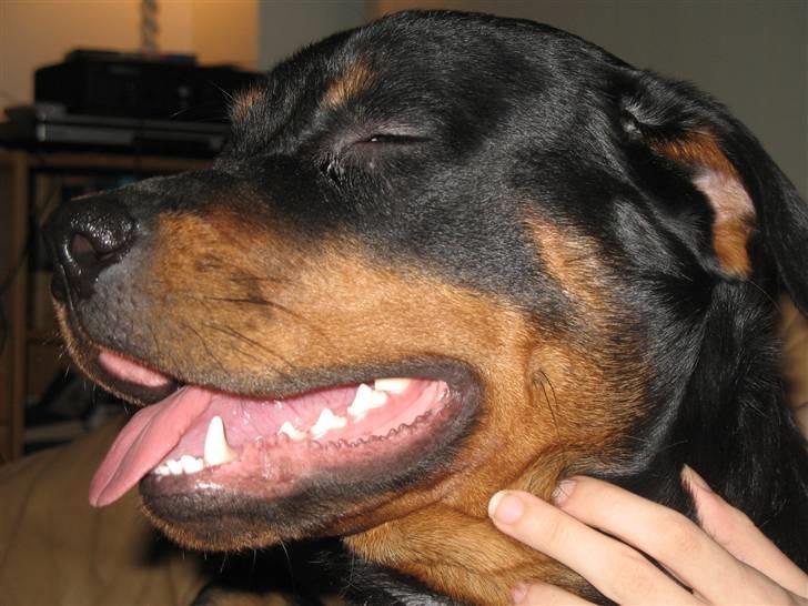 Rottweiler Gisken von Haus Nomis - Elsker at blive nusset. billede 17