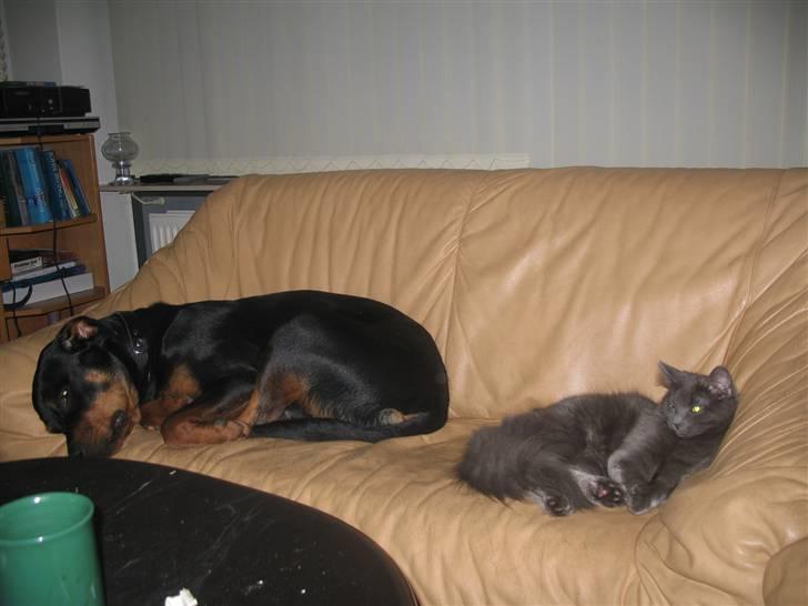 Rottweiler Gisken von Haus Nomis - Den kat tager sig nogle friheder! billede 18