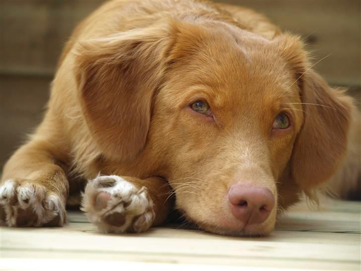 Nova scotia duck tolling retriever Diana  billede 1