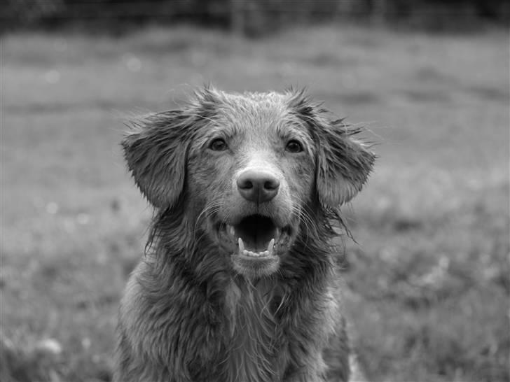 Nova scotia duck tolling retriever Diana  billede 2