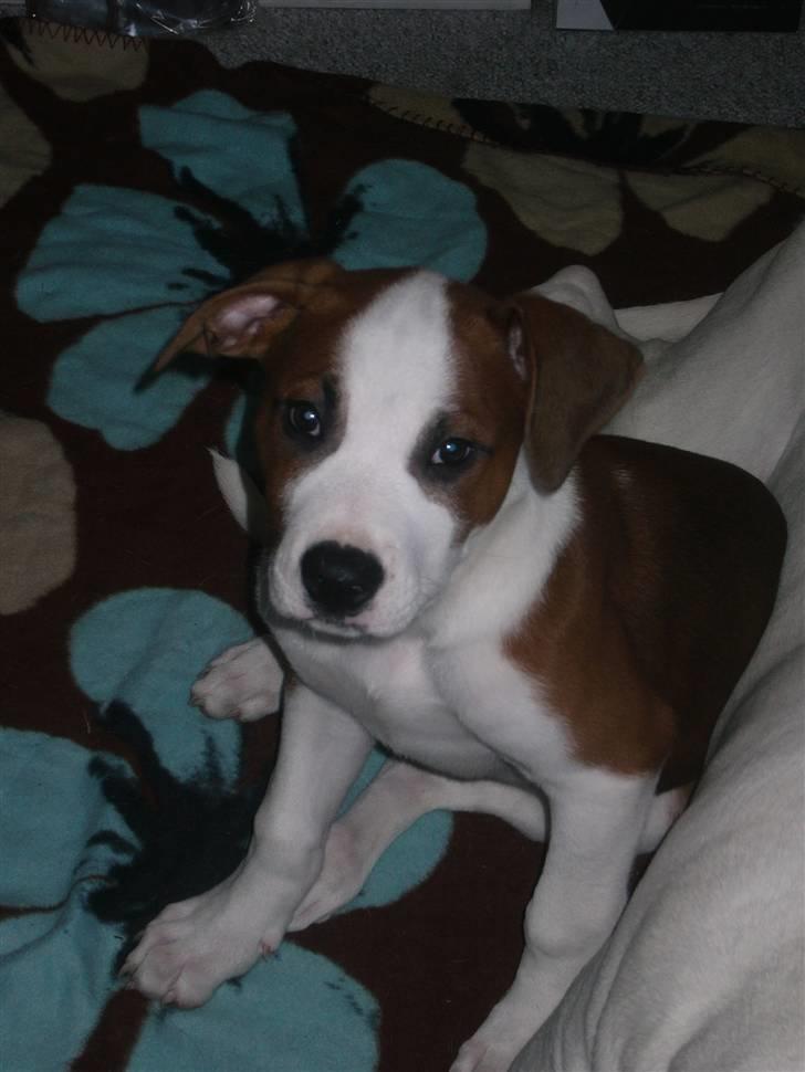 Blanding af racer Eddy billede 10