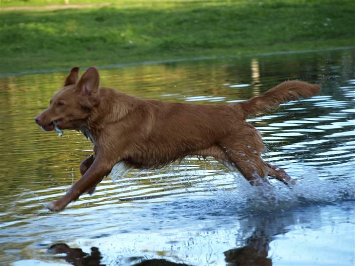 Nova scotia duck tolling retriever Diana  billede 3