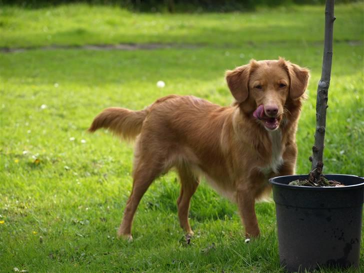 Nova scotia duck tolling retriever Diana  billede 4