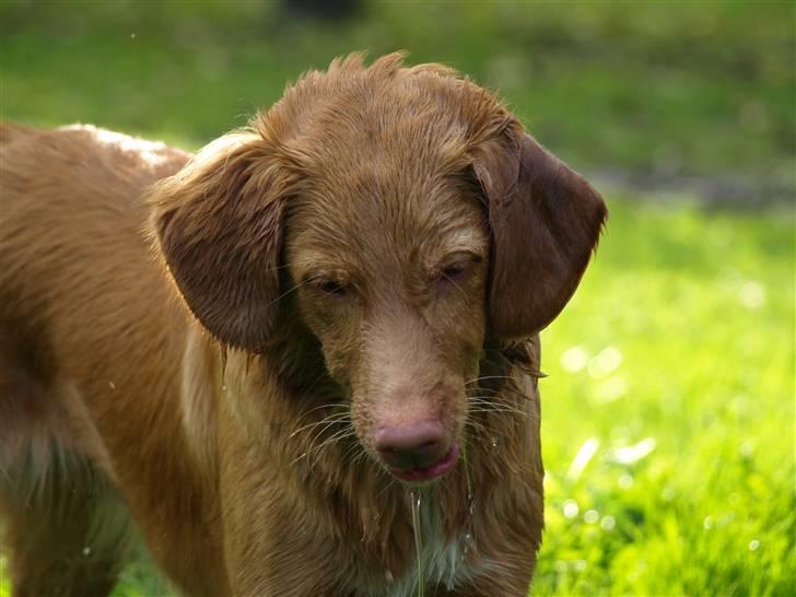 Nova scotia duck tolling retriever Diana  billede 5
