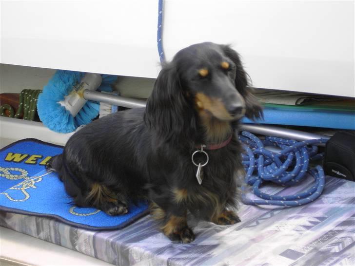 Dværggravhund Mille - Mille på sejlerferie billede 1