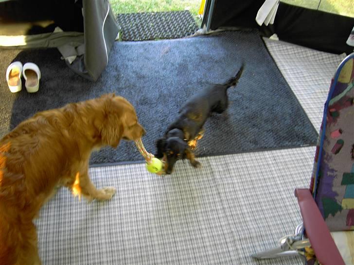 Dværggravhund Mille - Mille og Missy leger  billede 2