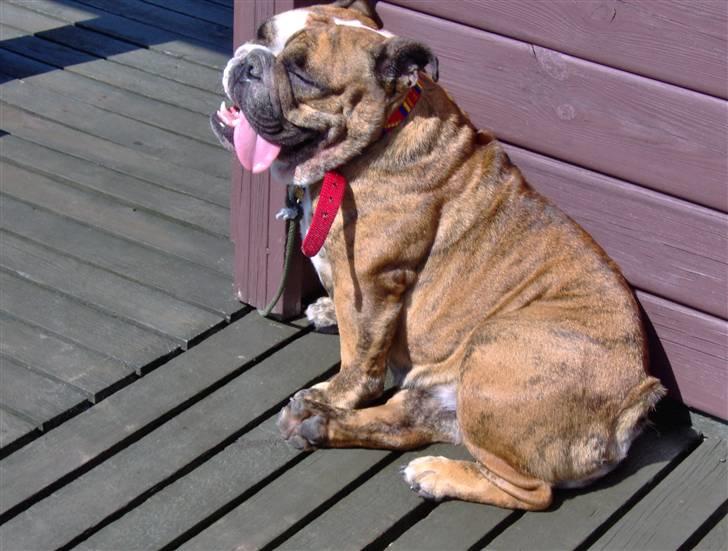 Engelsk bulldog Berta - Berta ´´nu´´ billede 1