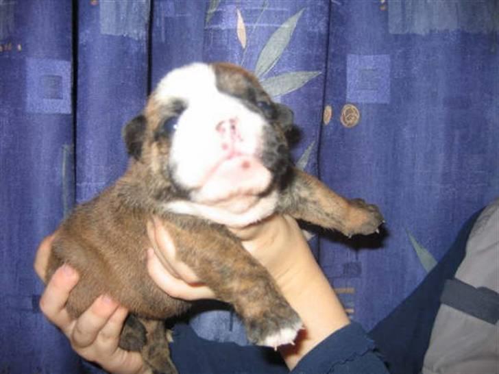 Engelsk bulldog Berta - Berta da den var hvalp billede 3