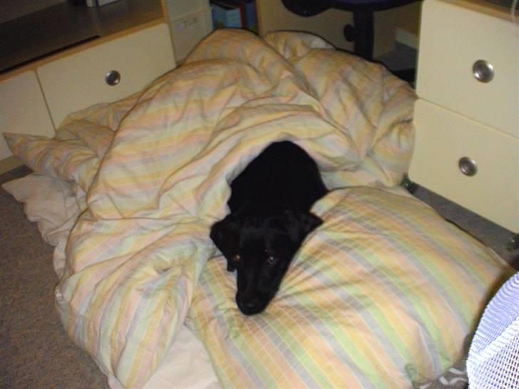 Labrador retriever Joy billede 1