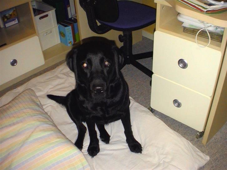 Labrador retriever Joy billede 2