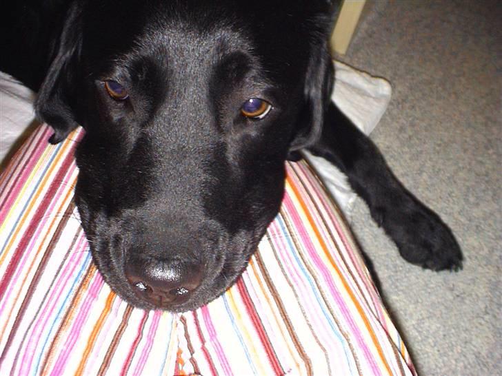 Labrador retriever Joy billede 3