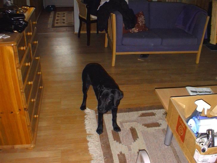 Labrador retriever Joy billede 4