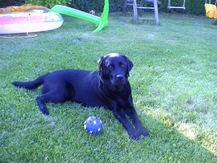 Labrador retriever Joy billede 5