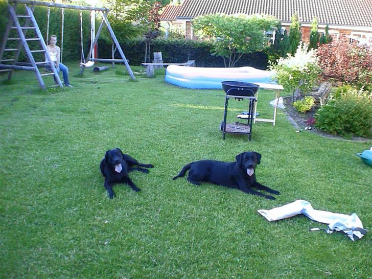 Labrador retriever Joy billede 6