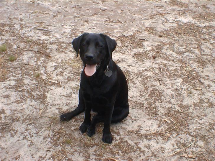 Labrador retriever Joy billede 7