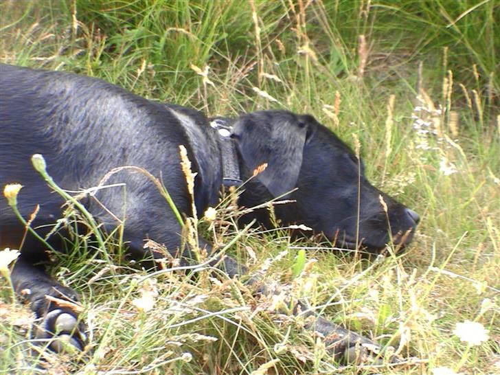 Labrador retriever Joy billede 8