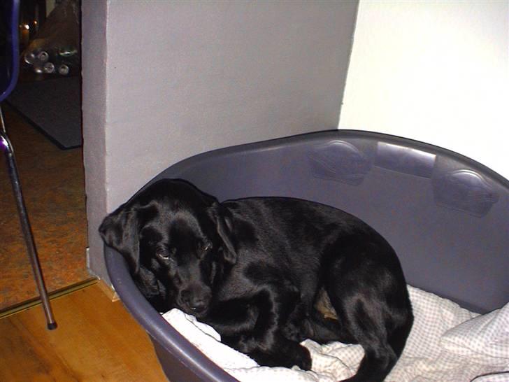 Labrador retriever Joy billede 9